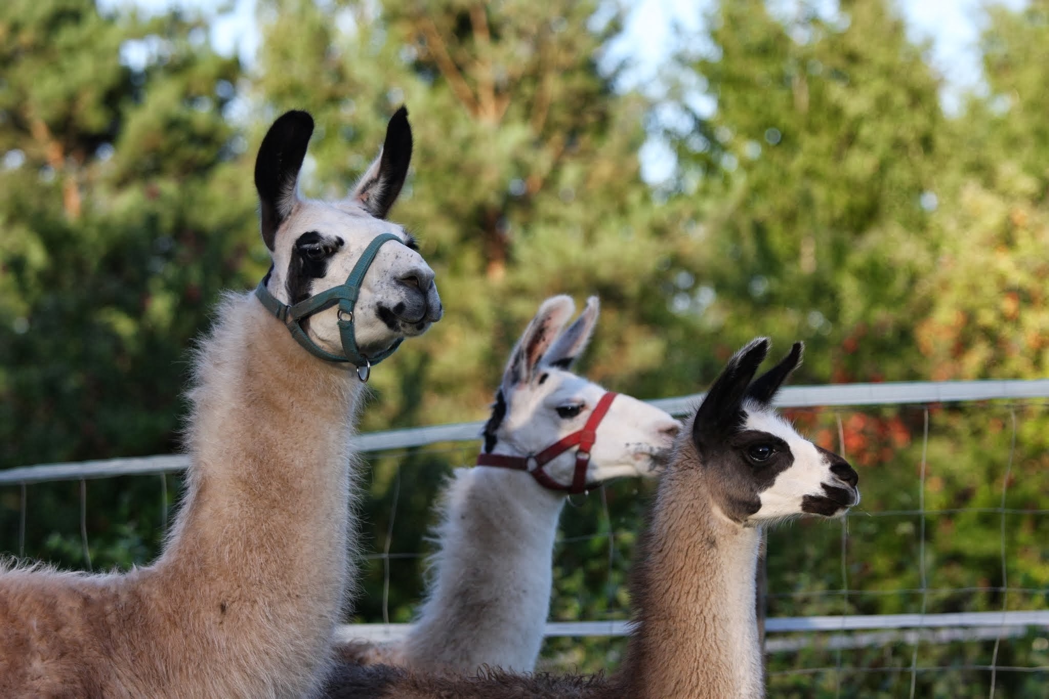 Pfalz Lamas Völkersweiler