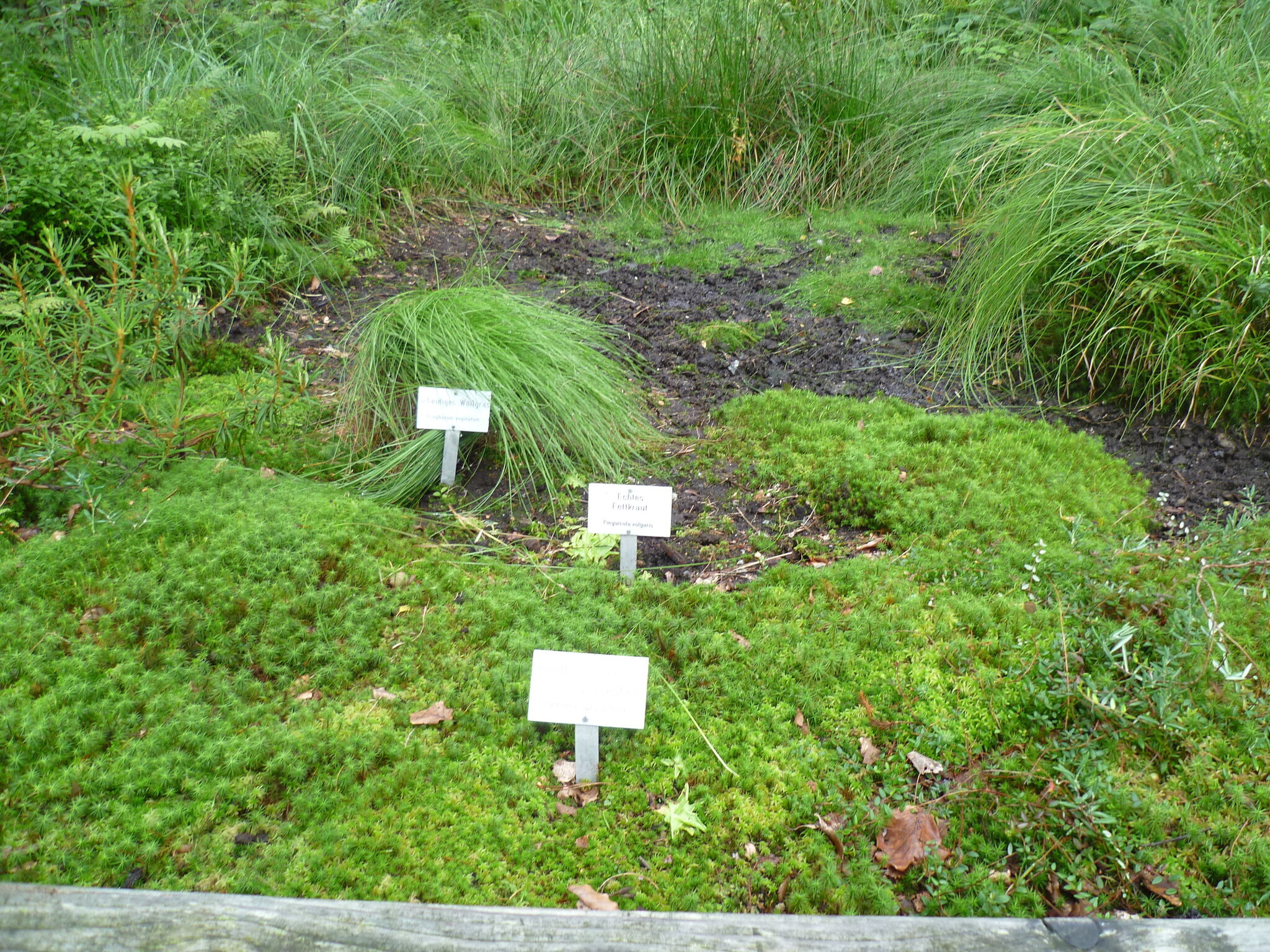 Pflanzen- und Gesteins-Freigelände (Rundweg) im Nationalparkzentrum Lusen