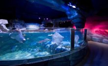 Sea Life Berlin - ©REGINA SABLOTNY Sea Life Berlin - ©REGINA SABLOTNY