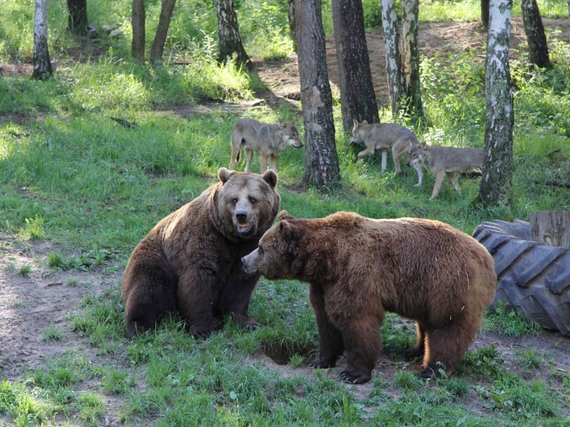 Raubtier-WG mit Bären - ©Wildpark-MV