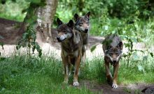 Wildpark Eekholt - ©Janne Sundermeyer