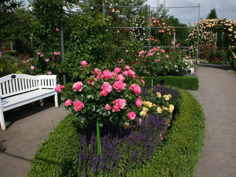 Europa Rosarium Sangerhausen - © Europa Rosarium Sangerhausen - ©