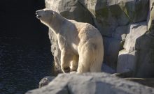Urlaubsinspiration " Tierisch gut" Urlaubsinspiration " Tierisch gut"