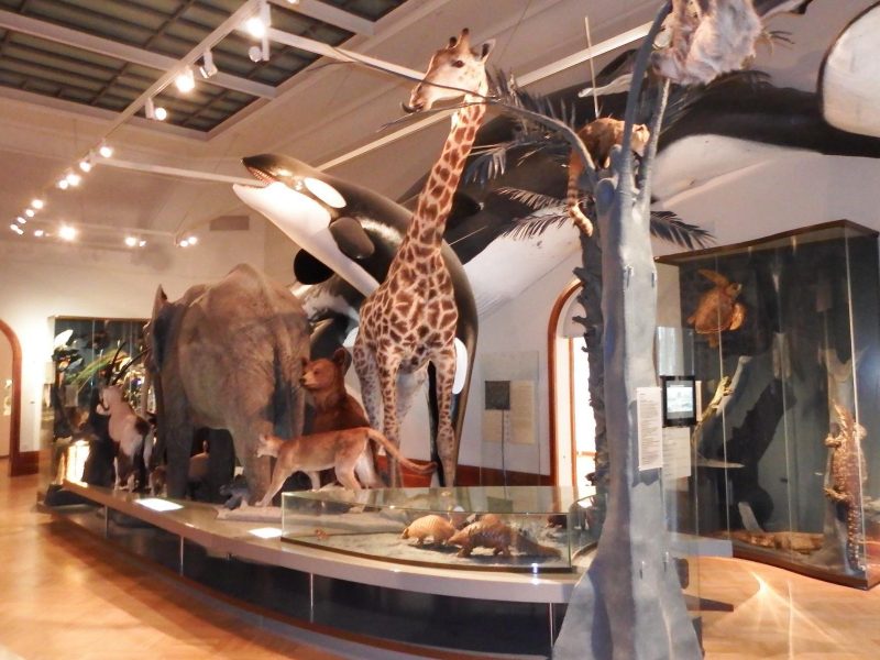 Bild von Museum für Naturkunde  Magdeburg - ©Manuela Fischer